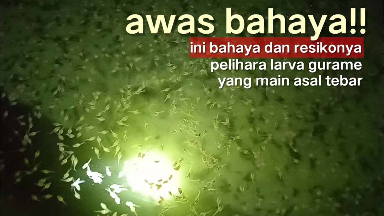 PENTING‼️PAHAMI INI SEBELUM TEBAR LARVA GURAME DI KOLAM TANAH !!