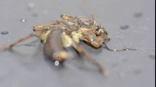 Golden Stonefly Nymph