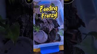Frog feeding FRENZY!!!! #frog #dartfrog #dendrobates #tinc #amphibian #feeding #fruit #fly