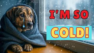 VETS WARN: These Winter Habits Can HURT Your Dog