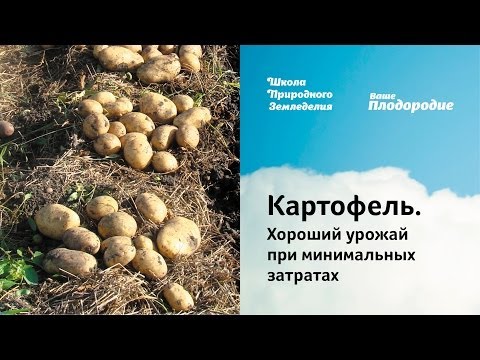 Картофель. Хороший урожай при минимальных затратах