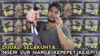 HARGA KEJEPIT ENAK !! KACER 150 RIBUAN MURAI BATU JTN 350 RIBU CUCAK IJO JTN 180 RIBU DI PB PRAMUKA