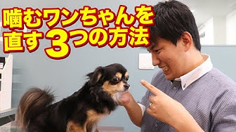 噛む Youtube
