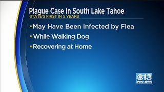 California's 1st Plague Case In 5 Years Confirmed At Tahoe