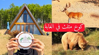 يومين في الغابة مع الغزلان والدببة ? | برشتينا - كوسوفو | محمية الدببة | VLOG