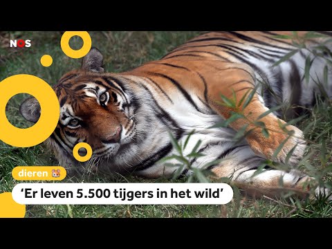 Video: Leven tijgers in de wereld?