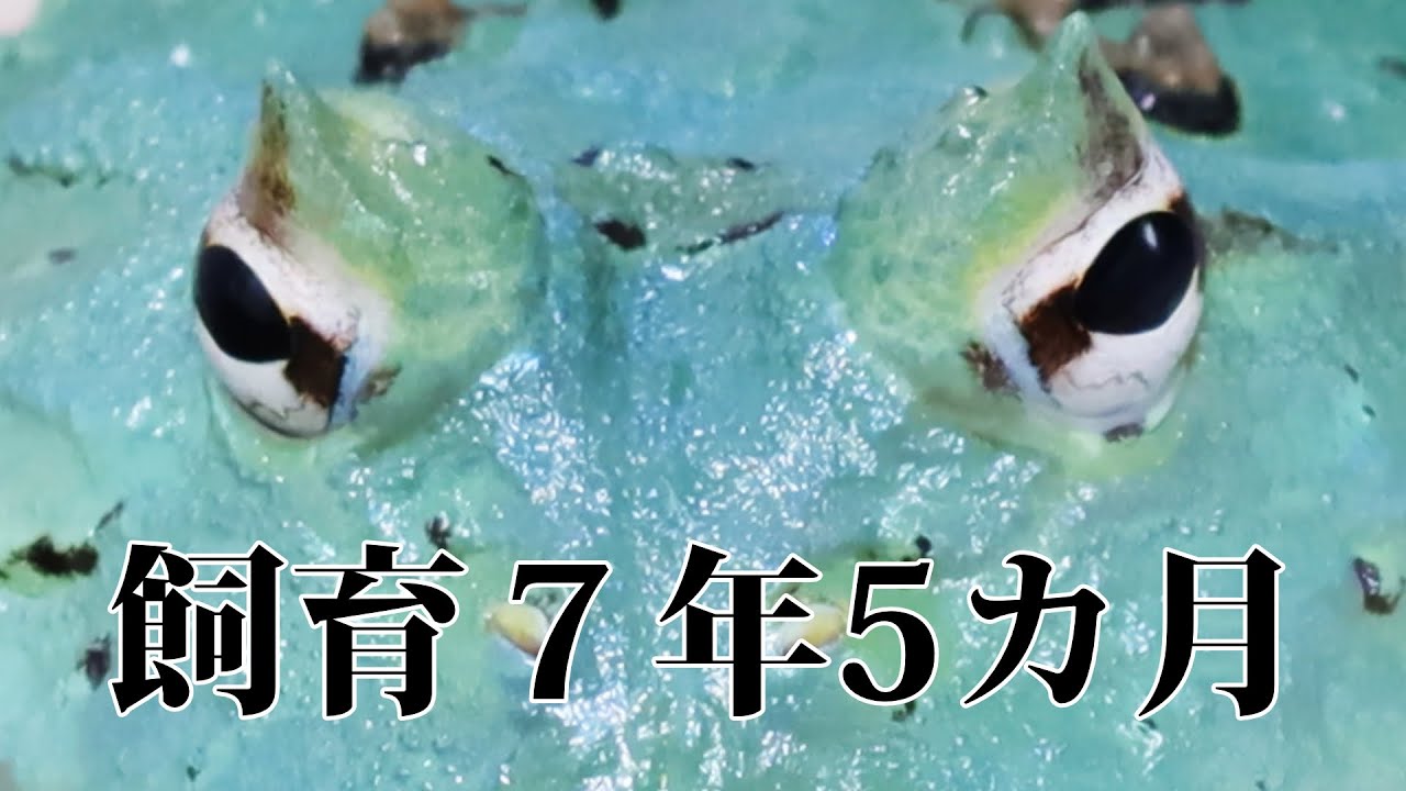 ツノガエル飼育7年の給餌風景