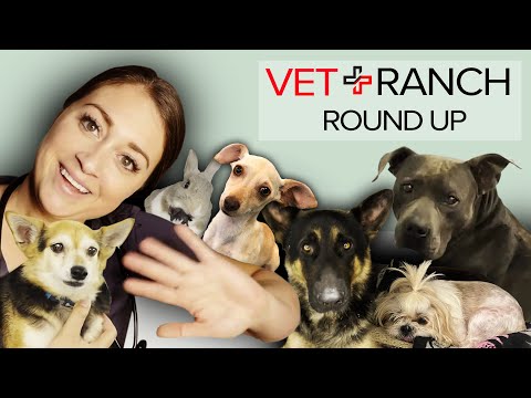 Goodbyes are HAPPY and SAD on this weeks Vet Ranch RoundUp - Goodbyes are HAPPY and SAD on this weeks Vet Ranch RoundUp
