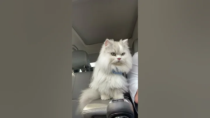 Stewart Biscuits on his way home!