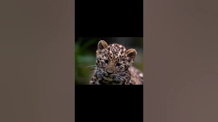 Animals that will be extinct by 2030.