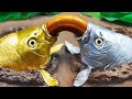 Stop Motion ASMR Golden Carp , Albino Fish Hunting Eels in the Ground  Underground | Adulterous Fish