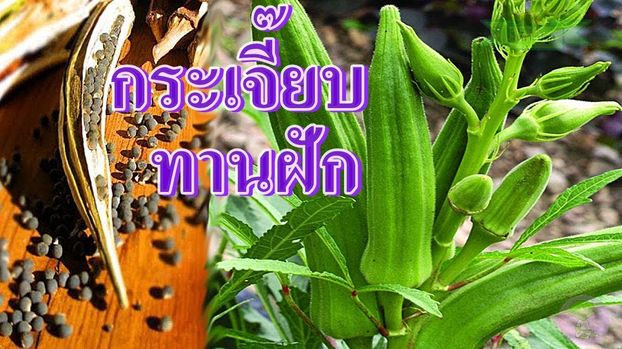 ปลูก กระเจี๊ยบ เขียว New Update okra | กระเจี๊ยบเขียว | เพาะเมล็ดกระเจี๊ยบเขียว ทานสดได้