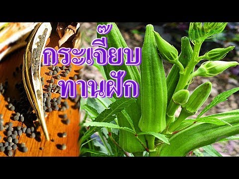 okra | กระเจี๊ยบเขียว | เพาะเมล็ดกระเจี๊ยบเขียว ทานสดได้