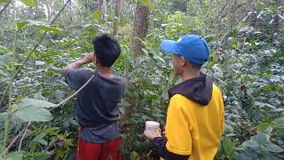 Jebak burung kolibri