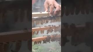Rearing of Queen cells #bee #honey #queen #beekeeper #workerbee #beekeeping #honeybee #savethebees