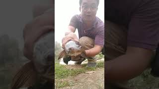 Bandar Seri Botani Haruan Release After Catch