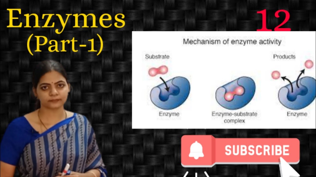 BiomoleculesEnzymes In English l Class 11 NCERT NEET Biology l LATHA
