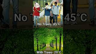 no trees with trees ???? viral video status  likeandsubscribe naturel shortvideo short youtube