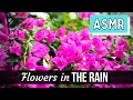 💦 Sound of Rain on Flowers 🌸 1 Hour ASMR Fall Asleep Quickly with this Relaxing Soundscape