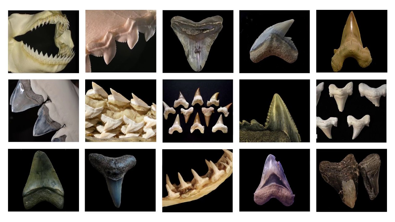 shark teeth fossils