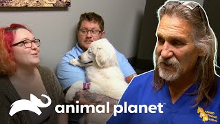 Cachorra sufre fractura de 4 huesos metatarsos al saltar | Dr. Jeff, Veterinario | Animal Planet