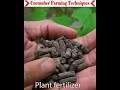 Learn the cucumber farming techniques very easily.#gardening #easyfarming #viralvideo 