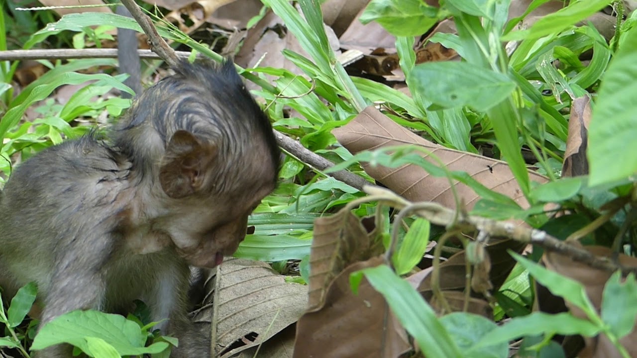 It breaks heart! Lori hurt her head too much, Could we take Lori back for vet? Lori needs vet more