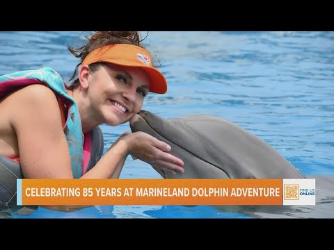 Celebrating 85 years at Marineland Dolphin Adventure