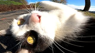 池のそばを散歩中の野良猫をナデナデしたら喜んでゴロンゴロンしてきた