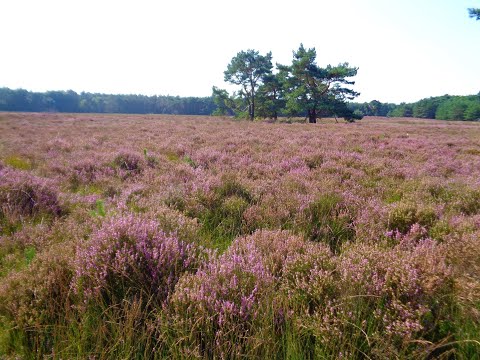 Bloeiseizoen Heide 2021