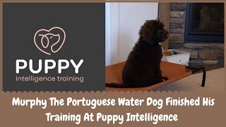 Murphy The Portuguese Water Dog Finished His Training At Puppy Intelligence
