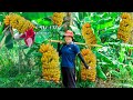 Harvesting banana to the market sell  to grow vegetables  lucias daily life