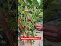 #viralvideo #fruit #followme #viralvideo #followme #video #garden #followme
