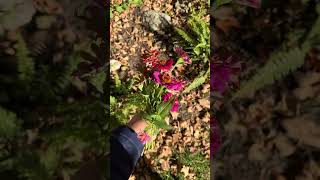 #fall#garden#flowers#zinnia