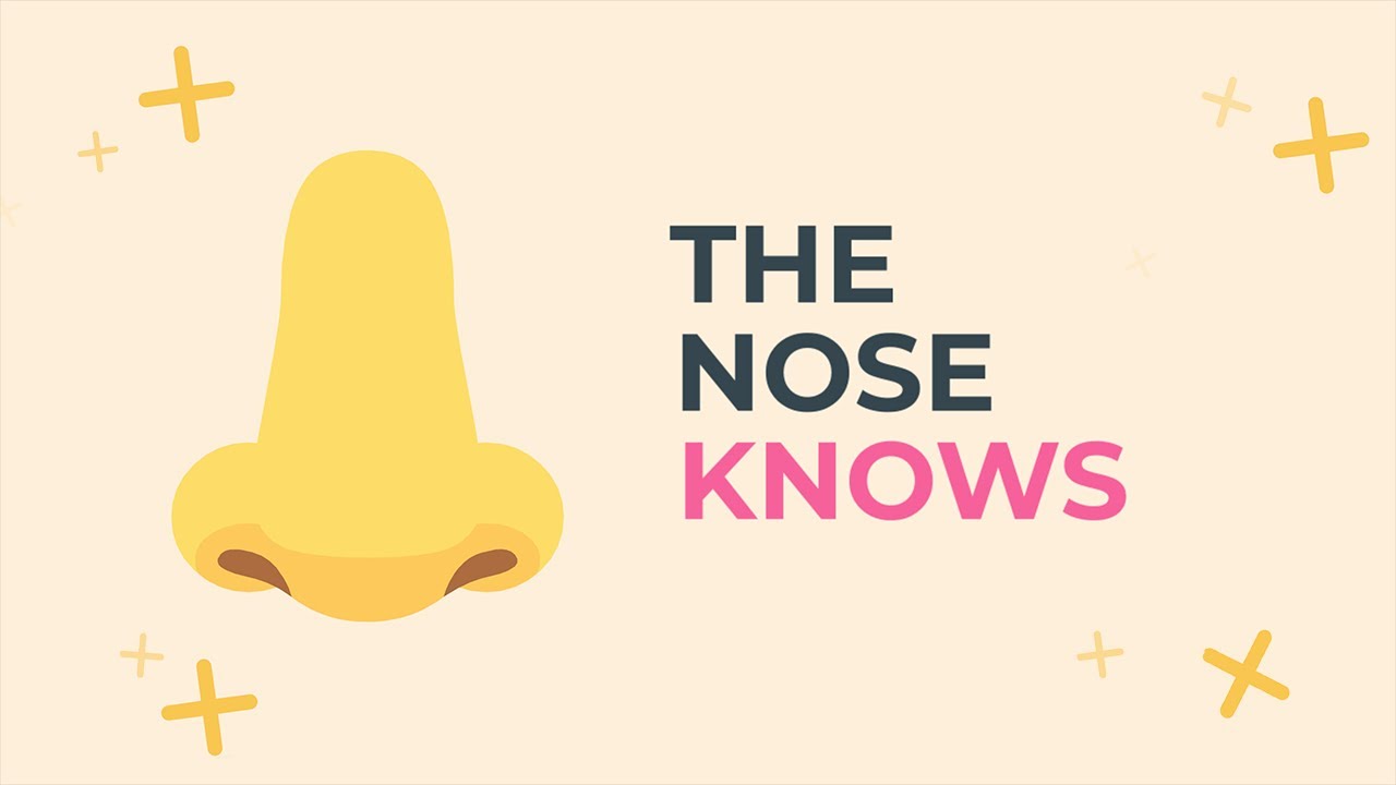 The Nose Knows How Smell Triggers Memories YouTube