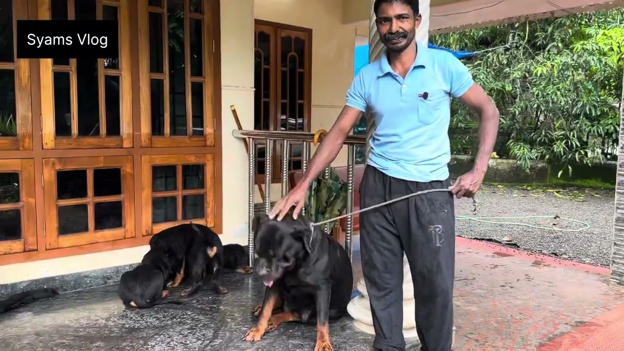 കരിമ്പുലി കുഞ്ഞുങ്ങൾ മുതൽ ജർമൻ ഷെപ്പെർഡ് വരെ cane corso rottweiler german shepherd