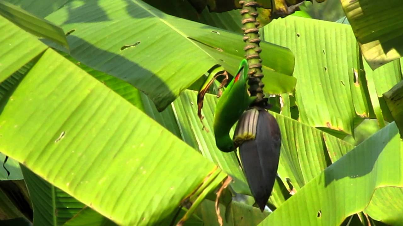 Vernal Hanging Parrot, Evolve Back Coorg Resorts