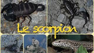 Le Scorpion, Euscorpius Italicus, Présent Sur Une Colline À Sion, Valais, Suisse Swiss Scorpion