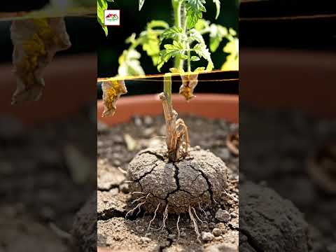 টবে মাটি বারবার বসে যায় | Soil Compaction in Pots Bangla