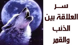 ما هي العلاقة بين الذئب والقمر؟ ولماذا تعوي الذئاب ليلا!