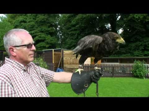 Experience Day at The Falconry Centre - Hagley Wes...