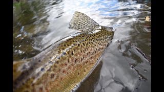 Fishing With Soft Plastics In Unknown Water For Large Brown Trout.