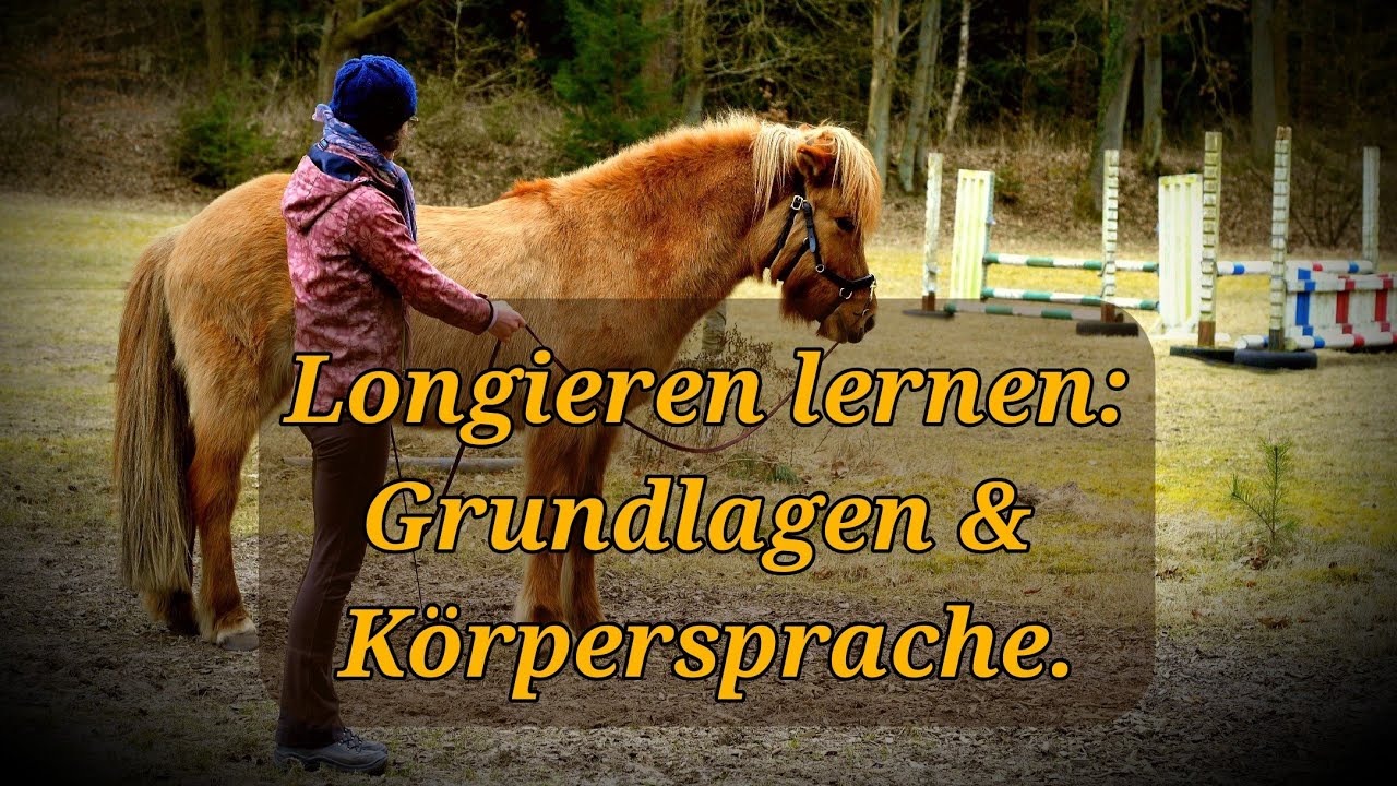 Pferd Longieren Lernen