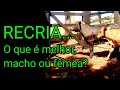 O que é melhor recriar macho ou fêmea? falando sobre o mercado após a recria...