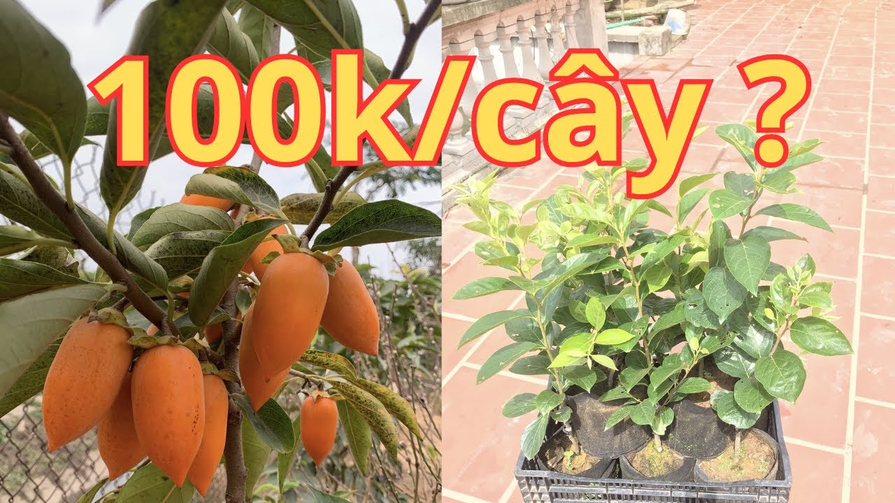 Cách Phân Biệt Lá và Quả Cây Hồng Tứ Quý Chuẩn Xác Nhất - Cây Trồng Vũ Tiến