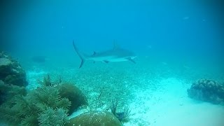 2 Sharks |  Reef snorkeling at Key Largo, Florida  | Christ of the Abyss