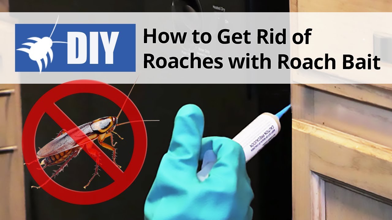 Roach Bait Treatment - How to Get Rid of Roaches