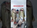 ''FOUR GIANT BASS! Insane Summer Day on the Water! #fishingshorts #largemouthbass #cgwhackem #bass