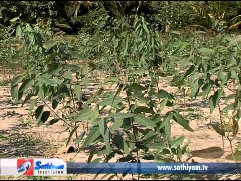 Pasumai Neram - Thaila Maram (Eucalyptus tree)