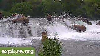 Bear 274 Overflow Goes Over Brooks Falls Face First!